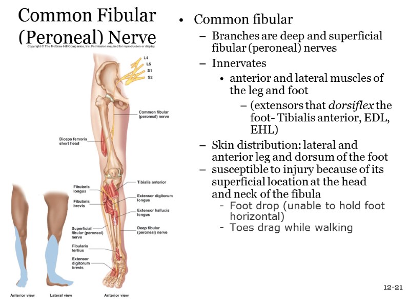 12-21 Common Fibular (Peroneal) Nerve Common fibular Branches are deep and superficial fibular (peroneal)